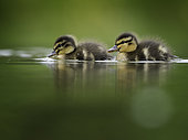 Two young Mallard (Anas platyrhynchos) ducklings follow closely behind mum in the Peak District National Park, UK.