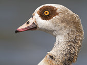 Portrait of a Male Egyptian Goose (Alopochen aegyptiaca) in the Peak District National Park, UK.