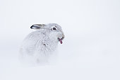 A Mountain Hare (Lepus timidus) sticks his tongue out whilst preening in the Cairngorms National Park, UK.
