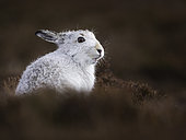A Mountain Hare (Lepus timidus) stands out from his surrounds in the Cairngorms National Park, UK.