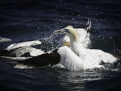 A Northern Gannet (Morus bassanus) emerges with food off the coast of Flamborough, UK