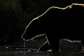 A Brown Bear (Ursus arctos horribilis) fishes in the late evmed like the sun would never appear. Katmai, Alaska