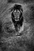 A young male Lion (Panthera leo) walks along the road in the Maasai Mara, Kenya