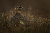 A Red Grouse (Lagopus lagopus scoticus) rests amongst the heather in the Peak District National Park, UK.
