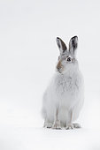 An alert Mountain Hare (Lepus timidus) sits and scans his surroundings in the Cairngorms National Park, UK