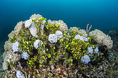 Colonies of Pulsing coral (Xenia sp) and Green Algae (Halimeda sp.), Lembeh Strait, Indonesia