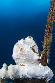 Painted frogfish (Antennarius pictus), Lembeh Strait, Indonesia