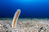 Sea pen (Virgularia sp) on the bottom, Lembeh Strait, Indonesia