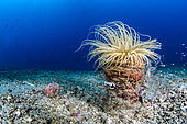 Magnificent shrimp (Periclimenes magnificus on Tube Anemone (Cerianthus sp), Lembeh Strait, Indonesia