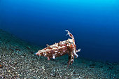 Stumpy cuttlefish (Sepia bandensis) in open water, Lembeh Strait, Indonesia