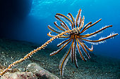 Bennett's Feather Star (Anneissia bennetti) on a whip coral (Cirripathes sp.), Lembeh Strait, Indonesia