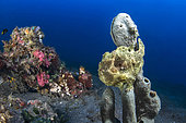 Painted Grogfish (Antennarius pictus) on a sponge, Lembeh Strait, Indonesia