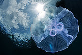 Moon Jellyfish (Aurelia aurita), Lembeh strait, Indonesia