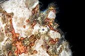 Portrait of a giant frogfish (Antennarius commerson), Lembeh Strait, Indonesia