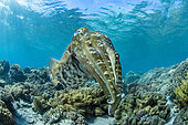 Broadclub Cuttlefish (Sepia latimanus), Bangka Island, Indonesia