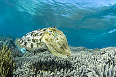 Broadclub Cuttlefish (Sepia latimanus), Bangka Island, Indonesia