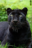 Portrait of a Black panther (Panthera pardus)