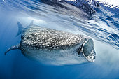 Whale shark (Rhincodon typus) feeding on underwater plankton, Isla Contoy, Mexico
