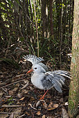 Kagu (Rhynochetos jubatus) in a position of intimidation, Rainforest, Blue River Park, New Caledonia.