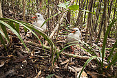 Kagu (Rhynochetos jubatus) couple and chick hidden on the ground, Rainforest, Blue River Park, New Caledonia.