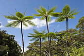 Tree ferns (Cyathea intermedia) in open forest wetland, North Province, New Caledonia.