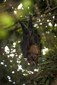 Insular flying fox (Pteropus tonganus) hanging on a branch, zoo and forest park, New Caledonia.