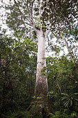 Koghis kauri (Agathis lanceolata), Blue River Park, Moist Forest, New Caledonia.