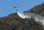 Helicopter fighting a Comboui forest fire in Thio threatening a population of Comboui fir (Callitris sulcata) Protected endemic species, New Caledonia