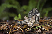 Wildcat in the forest, reserve of the hidden forest. Moist forest on ultramafic soil. South Province. New Caledonia.
