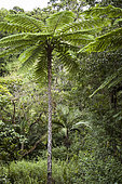 Tree ferns (Cyathea intermedia) in open forest wetland, Tribe of Gohapin. North Province, New Caledonia.