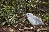 Kagu (Rhynochetos jubatus) on ground, Rainforest, Blue River Park, New Caledonia.