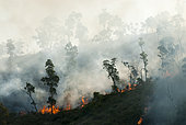 Niaouli (Melaleuca quinquenervia) savanna fire in the municipality of Dumbéa. New Caledonia.