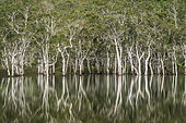 Niaouli forest (Melaleuca quinquenervia) reflecting in the water. Blue River Park. Niaouli. New Caledonia.