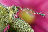 Closeup of a Cabbage butterfly head (Pieris brassicae), Luzzara, Reggio Emilia, Italia