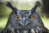 Portrait of Eagle Owl (Bubo bubo), Italy