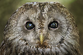 Portrait of Tawny owl (Strix aluco), Italy