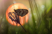 Fritillary (Melitaea sp) at sunrise, Luzzara, Reggio Emilia, Italy