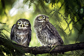 Two little owls (Athene noctua) on branch, Mantova, Italy