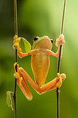 Red-eyed treefrog (Agalychnis callidryas), Costa Rica