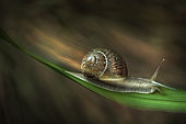Turbo snail, Parma, Italy