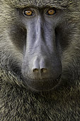 An Olive Baboon (Papio anubis) rests in the shade along the roadside in Uganda, Africa.