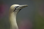 A Gannet (Morus bassanus) framed by Red Campion off the coast of Flamborough, UK.