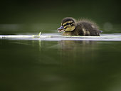 A young Mallard duckling follow closely behind mum in the Peak District National Park, UK.