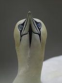 A Gannet (Morus bassanus) looks intently into the camera off the coast of Flamborough, UK. Shooting tentatively over the edge of the cliffs, this stunning Gannet landed on the grass bank nearby, giving me the briefest of glances before collecting some nesting material and moving off.