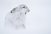 Un lièvre de montagne (Lepus timidus) baillant dans le parc national de Cairngorms, au Royaume-Uni.