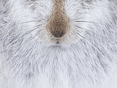 The whiskers of a Mountain Hare (Lepus timidus) in the Cairngorms National Park, UK. A resting Mountain Hare gave me the great opportunity to capture some of the intricate details of his fur and whiskers.