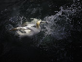 A Gannet (Morus bassanus) fishes off the coast of Flamborough, UK