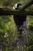 A European Badger (Meles meles) strips the bark off an Elder tree in the Peak District National Park, UK.