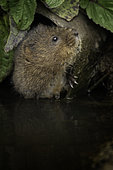 A Water Vole (Arvicola amphibius) peers out from a pipe near the Peak District National Park, UK
