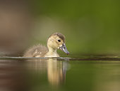 A young Common Pochard (Aythya ferina) approaches in the Peak District National Park.